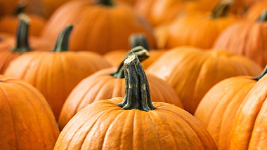 Field of pumpkins